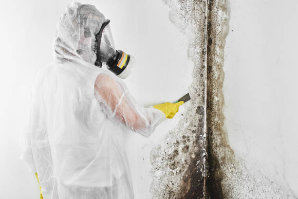 Best Mold Removal Company Near Me  in North Fair Oaks, CA