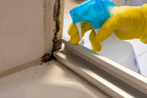 Best Same-Day Mold Removal  in North Fair Oaks, CA