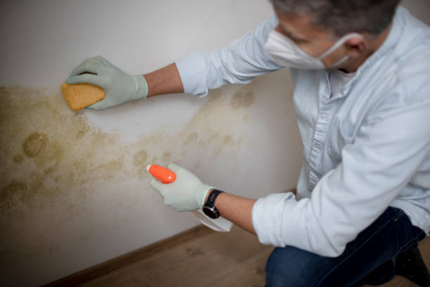 Best Affordable Mold Removal  in North Fair Oaks, CA