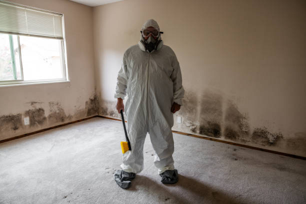 Best Attic Mold Removal  in North Fair Oaks, CA