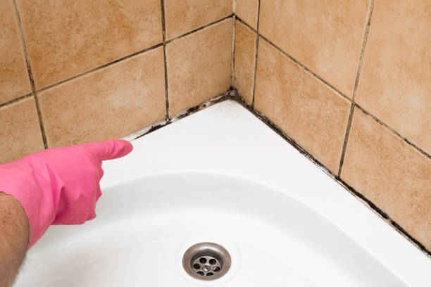 Best Mold Cleaning Services  in North Fair Oaks, CA