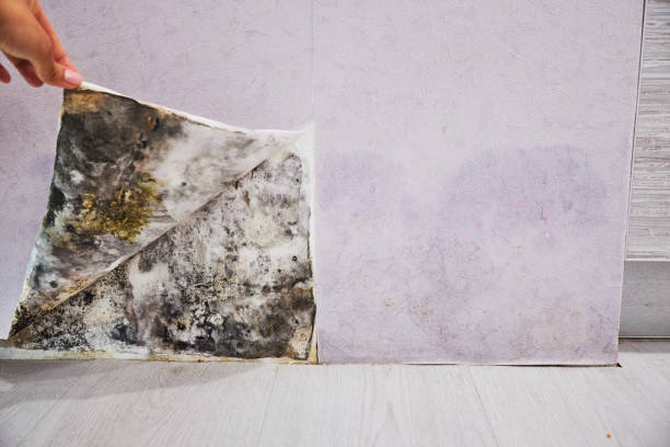 Best Office Mold Removal Services  in North Fair Oaks, CA